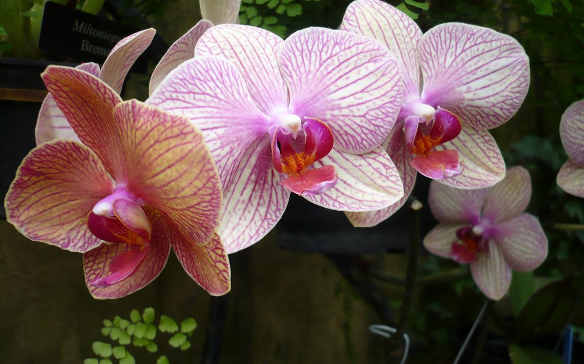 orchids